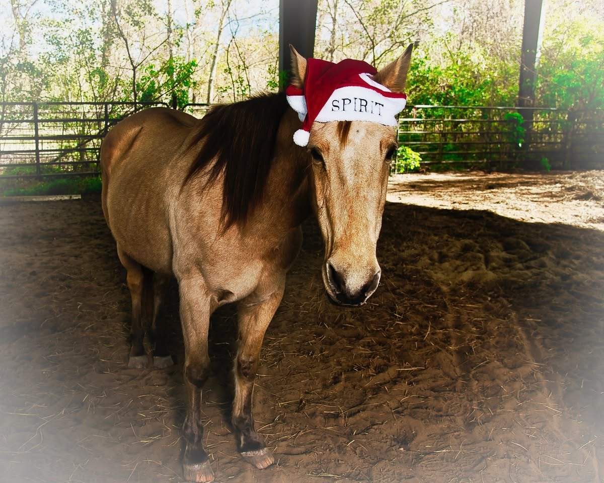 Spirit the therapy horse wearing a Santa hat at Greater New Orleans Therapeutic Riding Center